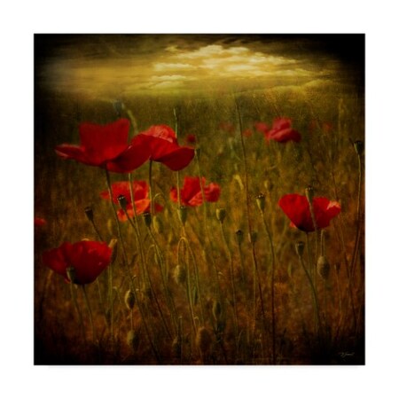 Barbara Simmons 'Fields Of Red I' Canvas Art,14x14
